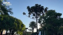 Segunda-feira ensolarada em Cascavel e com máxima de 27°C