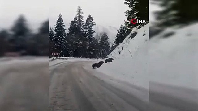 Kış uykusuna yatmayan 4 boz ayı Artvin’de kara yoluna indi