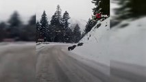 Kış uykusuna yatmayan 4 boz ayı Artvin’de kara yoluna indi