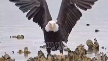 bald eagle hunting strategies