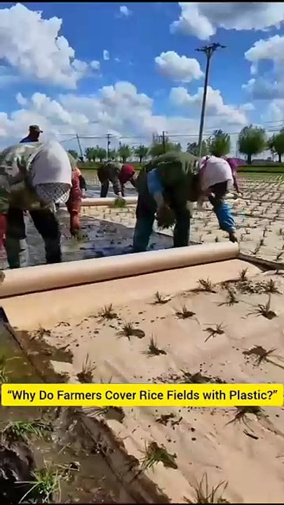 “Why Do Farmers Cover Rice Fields with Plastic?”#FarmSecrets #RiceFarming #SmartFarming #AgricultureFacts #DidYouKnow