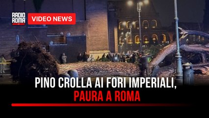 Pino crolla ai Fori Imperiali, paura a Roma
