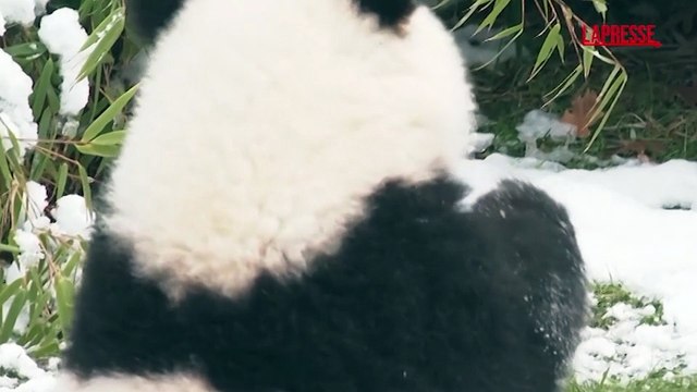 Gli animali dello zoo di Berlino ricevono regali natalizi