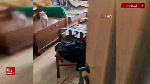 Kocaeli'de evin içinden 38 köpek ve 17 kedi çıktı