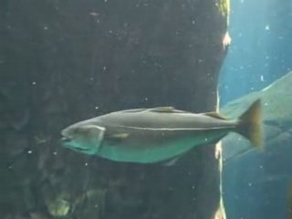 poisson biodome montreal