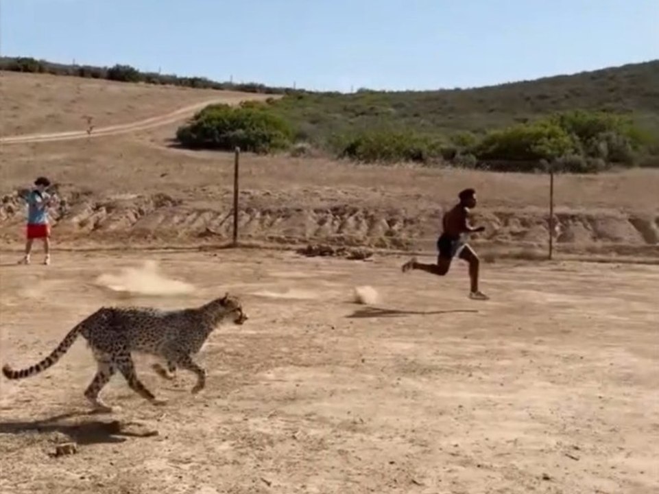 Gepard gegen Influencer: Streamer postet umstrittenes Video