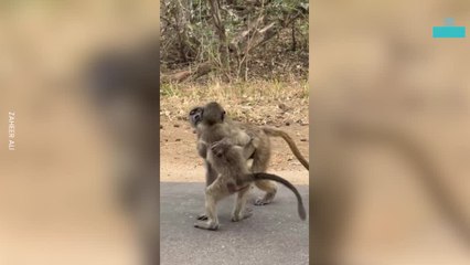 Monkey Hugging and Play Fighting