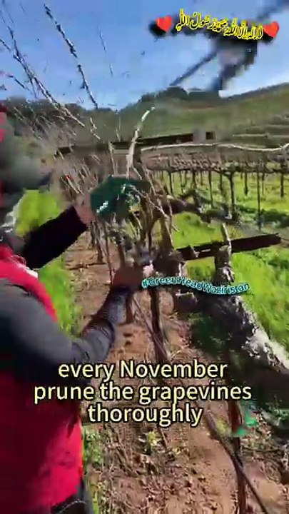 How do grapevines survive winter!