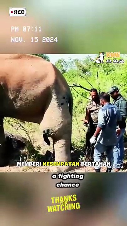 Kaki gajah ini alami cedera parah hingga tampak seperti meledak—realita keras di alam liar yang sering tak terlihat.