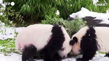Uno spuntino di Natale per gli animali dello zoo di Berlino