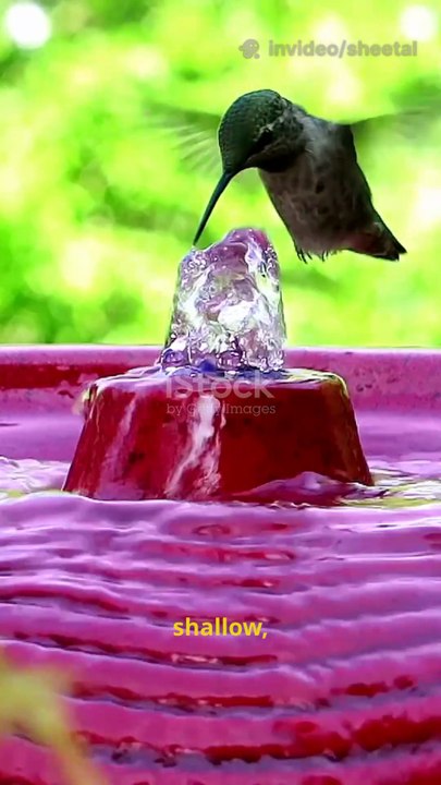 5 bird saving hacks in 30 seconds