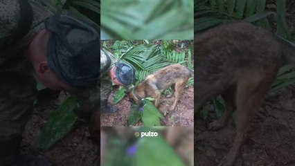 Habrían sido localizados los niños desaparecidos en selva del Guaviare | Pulzo