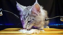 ASMR Mukbang Cat Eating Canned Food    Maine Coon 2
