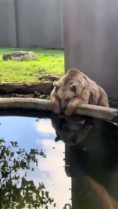 Darıca hayvanat bahçesinde hüzünlü bir ayı. Nasıl hüzünlenmesin ki suçu yok ama hapis.