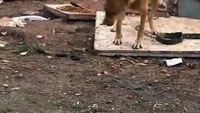 Kartoncuların zincirlediği köpeğin tasması çözülünce bile bağlı olduğu yerde kalması ve özgürlüğü hissettiği andaki mutluluğu 🥲