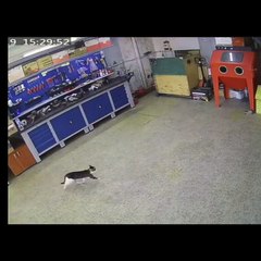 1 haftadır kayıp olan kedisi geri dönen ustanın sevinci