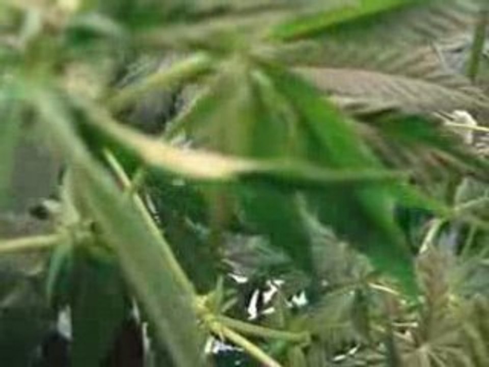 Scene From An Indoor Grow Room Video Dailymotion
