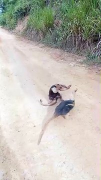 SE NÃO FOSSE FILMADO NINGUEM ACREDITARIA