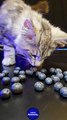 ASMR Maine Coon Cat Dislikes Blueberries     asmr  cat  mainecoon