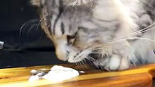 ASMR Mukbang Cat Eating Yogurt    Maine Coon
