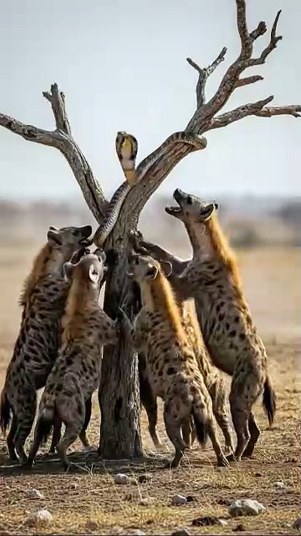 ⁣how life of animals #animals (2)