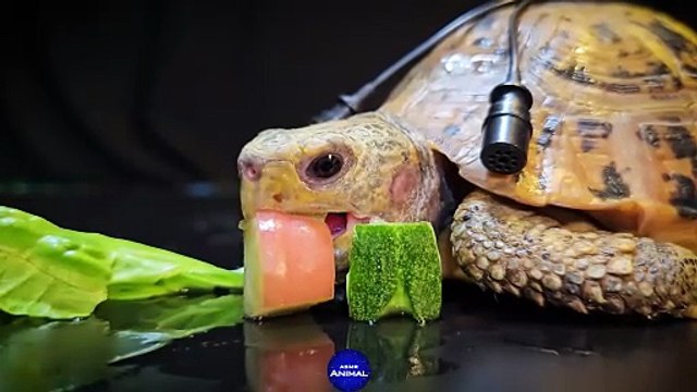 Dog Turtle Tortoise Guinea Pig ASMR Mukbang Eating Food