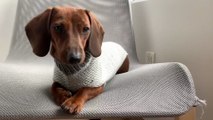 Seamless Dog Sweater Knitting Tutorial | Step-by-Step Raglan Pattern for All Dog Sizes
