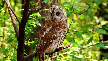 Beautiful Piano Music - Soothing Piano Music For Stress Relief, Calming, Peaceful Relaxation