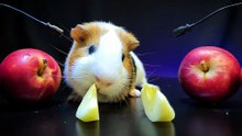ASMR Mukbang Guinea Pig Eating Apple