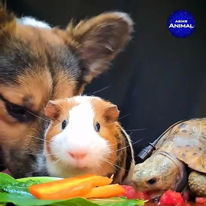 Gangster Guinea Pig  guineapig  animals  pets  dog  tortoise