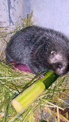 #funny video #shortvideo #viralvideo #funnyadda#