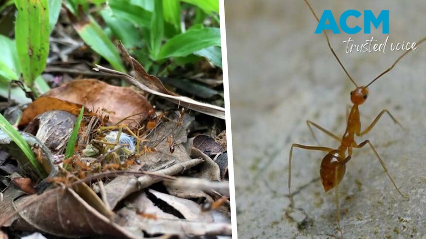 Yellow crazy ants eradication at risk from funding loss - Newcastle Herald