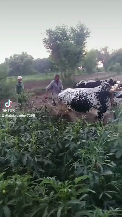 Punjabi mohal