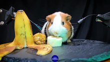 ASMR Mukbang Guinea Pig Eating Banana