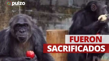 Chimpancés que se escaparon del Bioparque Ukumarí fueron sacrificados | Pulzo