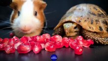 Hamster Guinea Pig Turtle Tortoise   ASMR Mukbang Eating Pomegranate
