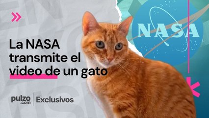 NASA transmite video de un gato a más de 30 millones de kilómetros y más noticias positivas| Pulzo