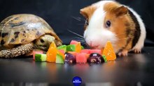 Hamster Turtle Guinea Pig   ASMR Mukbang Eating for Sleep