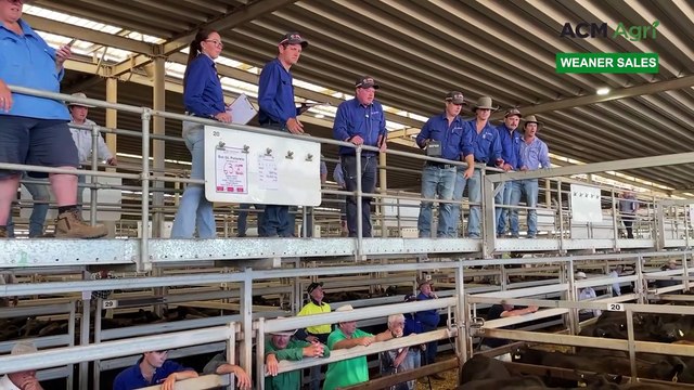 'No gaps' in 7000 plus head yarding at Wodonga in Angus weaner sale