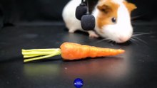 ASMR EATING CARROT MUKBANG    Guinea Pig 28