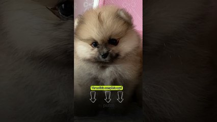 🐶🚫¡Corea del Sur ya no podrá comer perros! | Pulzo #shorts #coreadelsur #perros