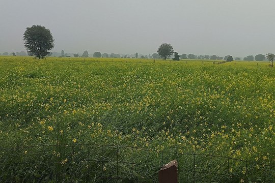 swm: आसमां से बरसा वरदान, किसानों को प्रतिबीघा तीन हजार रुपए तक का मिला लाभ