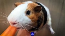 ASMR EATING CARROT ON HAND    Guinea Pig 25
