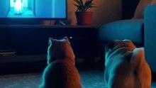 Cat vs Dog: Horror Night