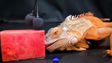 ASMR Dinosaur Iguana LICKING Watermelon   5 _ Animal ASMR