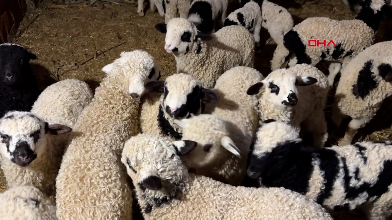 1 haftalık kuzuya evde bebek gibi bakıyorlar