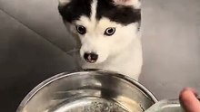 Dog drinks sparkling water for the first time – hilarious reaction 🐶🤣