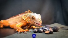 ASMR Dinosaur Iguana Eating BLUEBERRY   2 _ Animal ASMR
