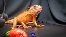 ASMR Dinosaur Iguana Eating STRAWBERRY   1 _ Animal ASMR