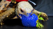 ASMR Mukbang Eating Blue Strawberry    Turtle Tortoise